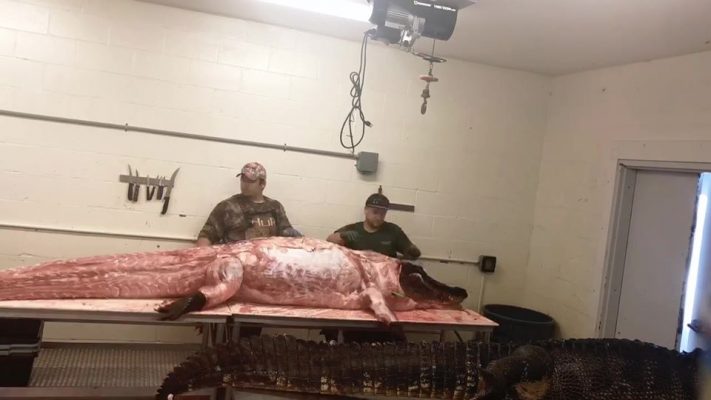 This 12’11” gator took our skinning team 30 minutes from ski...