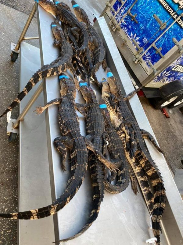 Whole Gutted Alligator super special due to a large harvest ...
