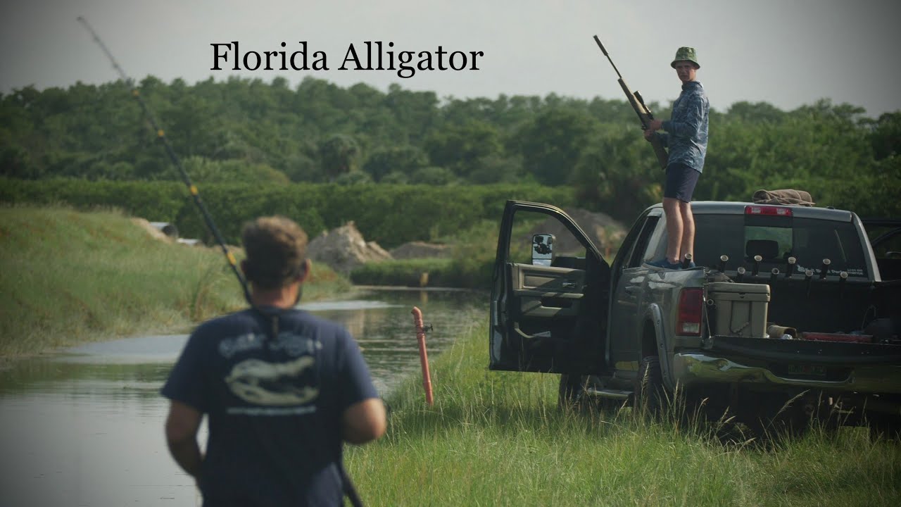 Frontier Unlimited: Florida Alligator