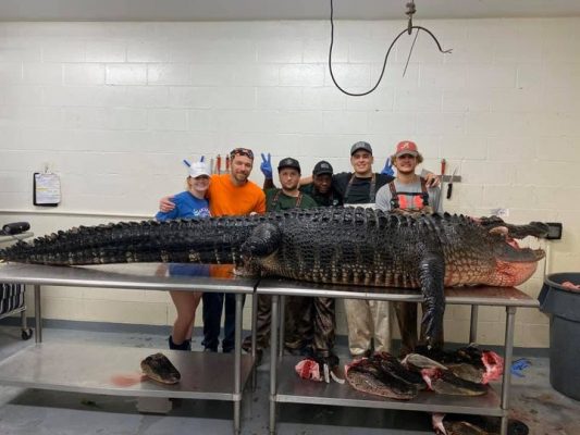 The last gator of gator season! This one measured in at 12’9...