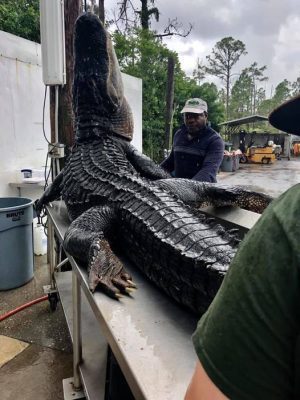 Check out this massive gator we got in! Measured 10’2” and h...