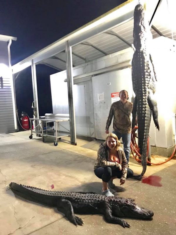 Two gators in the boat, the biggest was 11’10”. Capt. Grayso...