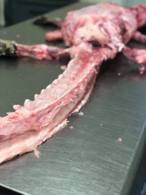 With Alligator season right around the corner we wanted to s...