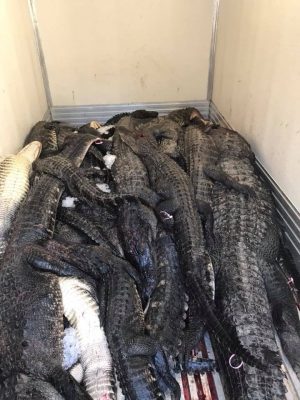 Great weekend commercially alligator hunting with 54 gators ...