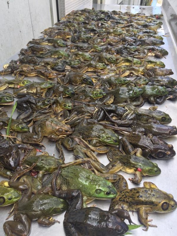 Legs anyone???   Frog Gigging Adventures  Visit us at www.ce...