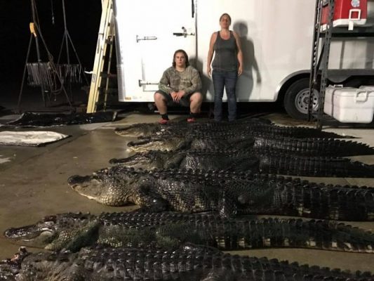 Today begins the alligator application process. If you are a...