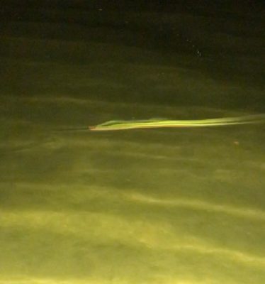 Took some of the Cocoa High Football crew last night.  The w...