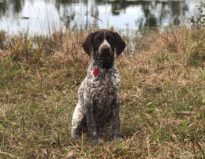 Took the newest edition of our team “Ellie” to the Ranch yes...