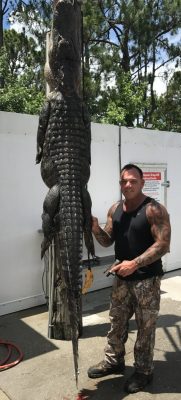 Trophy Alligator Caught on Rod and Reel in Central Florida - Central Florida Trophy Hunts