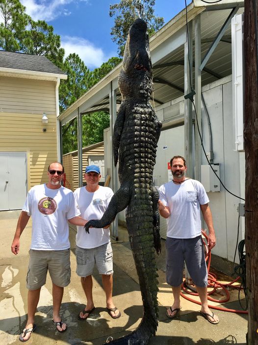 Week 1 Big Gator purchased goes to Rodney, Chris & Brian...