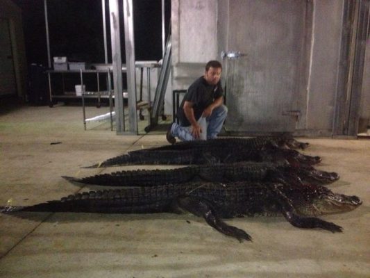 Had a great night on the marsh. 4 gators all 8ft and larger ...