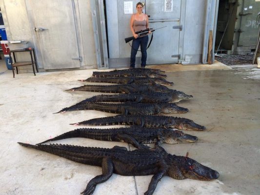 Harvested over 30 alligators in the month of March. They are...