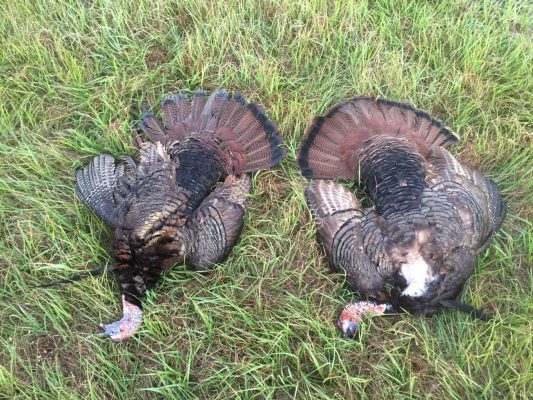 What a great hunt with a customer from Colorado including a ...