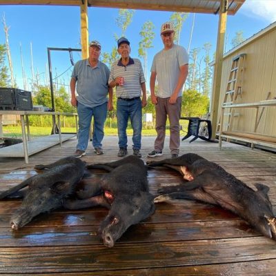 Three nice boars from this Family from Utah.