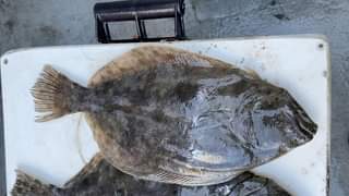 Now is the time!!! Flounder gigging is off the charts and we...