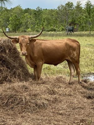 Longhorn for sale 
 $2000
 That includes cow, transportation...