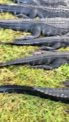 CFTH 1.5 Day Challenge
 8-Hunters
 18-Free Range Alligators ...