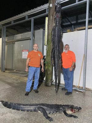Still doing our thing!!!  Glen and Rich with two nice gators...