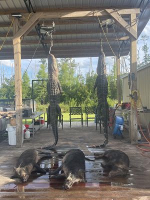 Great hunt yesterday.  Two nice gators two meat hogs and a trophy.