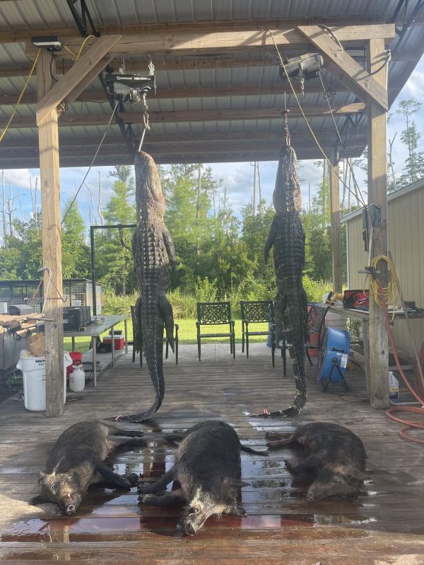 Great hunt yesterday.  Two nice gators two meat hogs and a trophy.