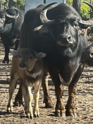 P4's newest addition