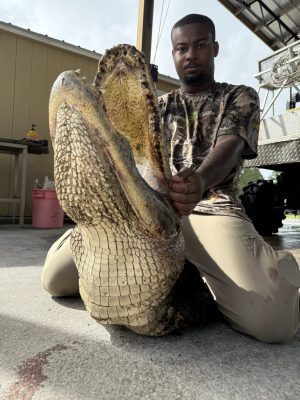 Wes and Eli literally killed it this weekend! They brought in an 8’5” gator, two...