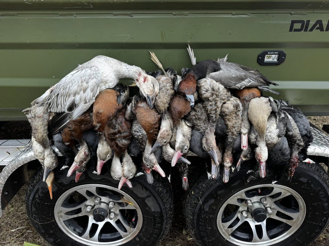 Capt. Nick absolutely crushed it yesterday with his clients!
They put down an aw...