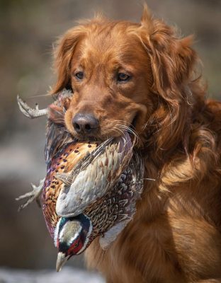 ***The spot has been filled 

LAST SPOT AVAILABLE for this week’s pheasant shoot...