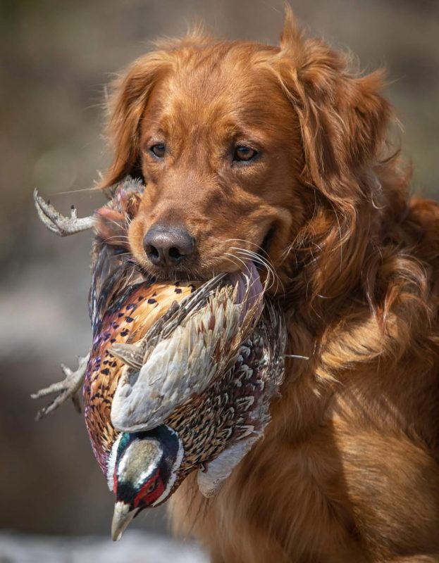 ***The spot has been filled 

LAST SPOT AVAILABLE for this week’s pheasant shoot...
