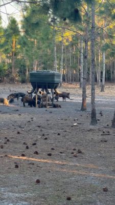 What a night at P4! Trenton harvested his very first hog while hunting alongside...