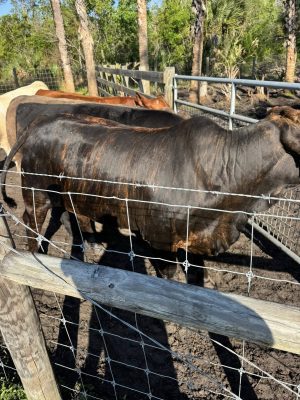 ONLY 3 LEFT!!!

 Beef lovers, this is your moment! 

We’ve got premium, non-horm...