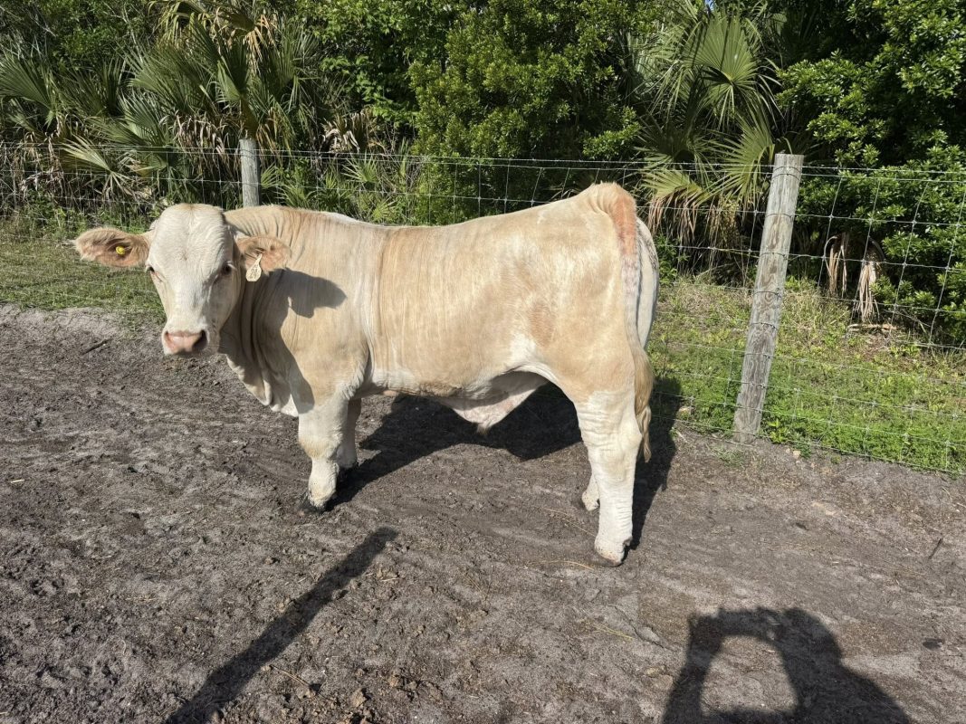 Last 2 – 4H Raised Beef Cows Available! 

We have ONLY 2 cows left from the 4H ...